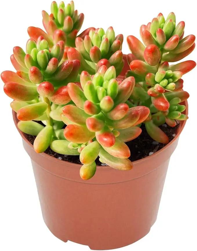 4-inch Succulent Sedum Rubrotinctum Roseum, Live Succulents Plants Fully Rooted in Pots with Soil, Easy-Care House Plants for DIY, Home Office Decoration by GreenHaven Gardens
