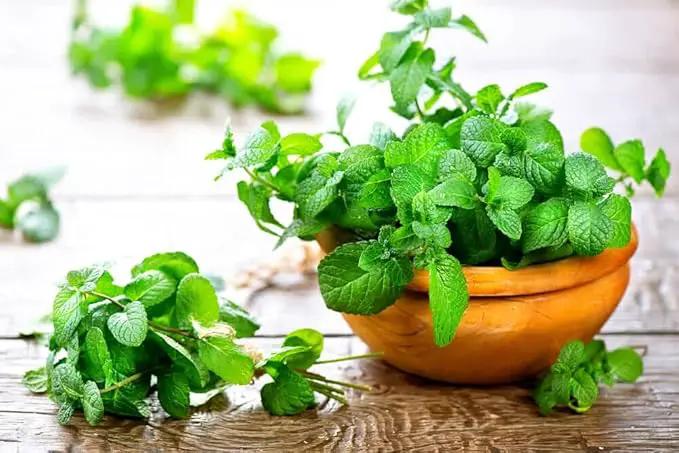 Premium Spearmint Plant Potting Mix - Crafted for Thriving Spearmint Growth and Refreshing Aroma - 1 Quart by GreenHaven Gardens