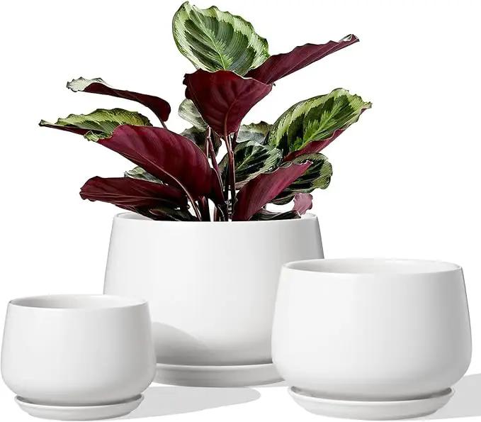 LE TAUCI Ceramic Plant Pots, 4.1+5.1+6.5 inch, Set of 3, Planters with Drainage Hole and Saucer, Indoor Flower Pot with Hole Mesh Pad, Gifts for Mom, White by GreenHaven Gardens