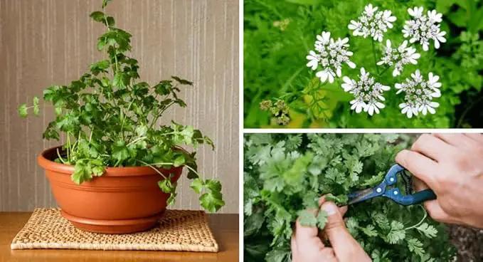 Cilantro Plant Potting Soil - Enhance Flavor and Health with Professional Grade Nutrient-Rich Mix - 3 Quart by GreenHaven Gardens