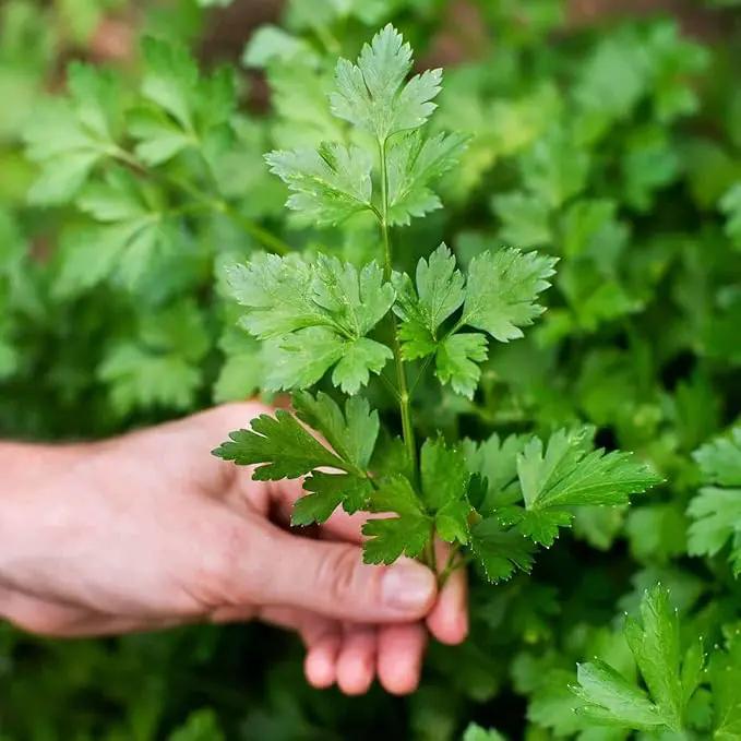 Premium Parsley Plant Soil Mix by Gardenera - Stimulate Growth and Elevate Culinary Dishes with Nourishing Formula - 5 Quart by GreenHaven Gardens