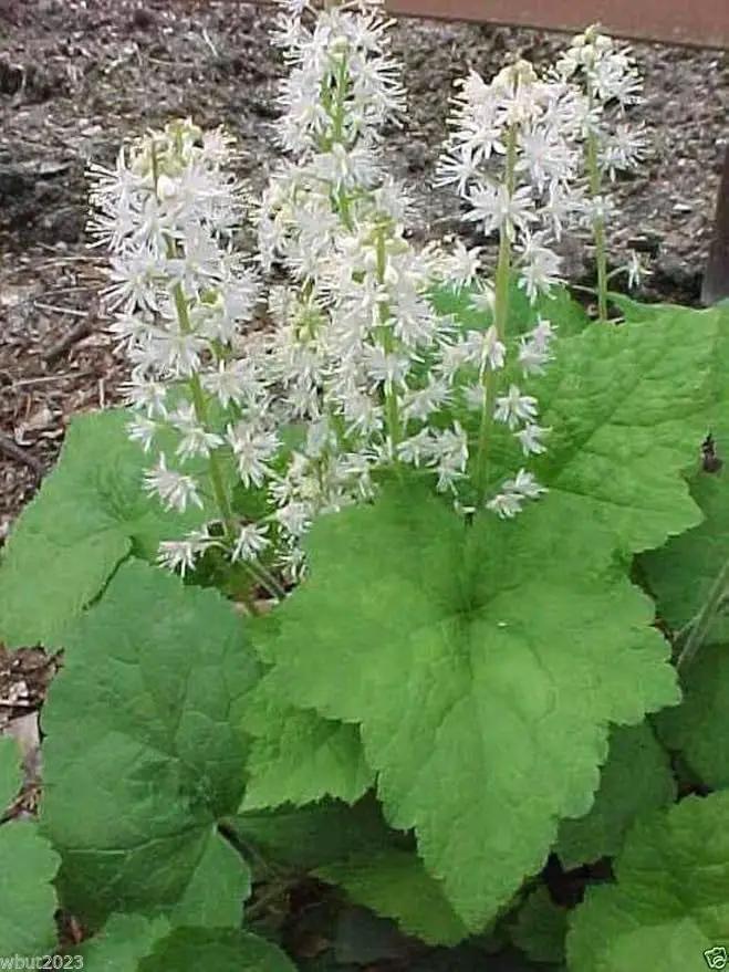 50 Foamflower Seeds (Tiarella Wherryi) Perennial, Shade Loving, Ground Cover Plant by GreenHaven Gardens