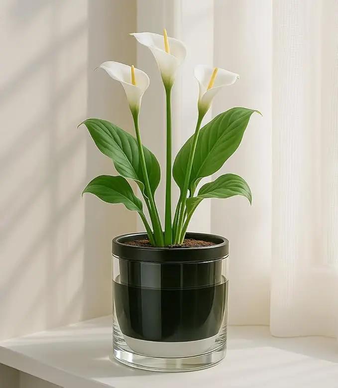 D'vine Dev 6 Inch Design Self Watering Planter for Indoor Plants, Black Terracotta Pot with Cylinder Glass Cup, Set of 2, 37-Y-B-3 by GreenHaven Gardens