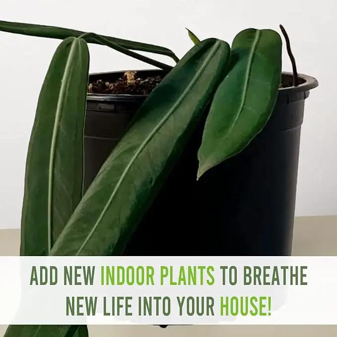LEAL PLANTS ECUADOR Anthurium Pallidiflorum Live Plants| Green Live House Plant for Indoors|Rare and Exotic Indoor Plants for Living Room|Anthuriums Live Plants |Pallidiflorum Live Heart Plant by GreenHaven Gardens
