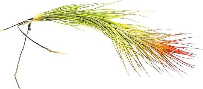 Air Plants - Tillandsia Funckiana Hybrid, Large 5-7" - 3ct - Live Arrival Guaranteed - House Plants for Home Decor & Gift by GreenHaven Gardens