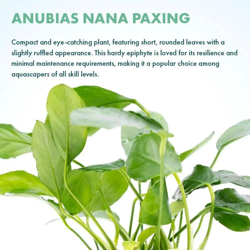 Live Jungle Plants - Anubias Nana Paxing (Anubias barteri) - Low Light Foreground to Midground Aquatic Rhizome Plant, Epiphytic Growth, Green Foliage - Pot by GreenHaven Gardens