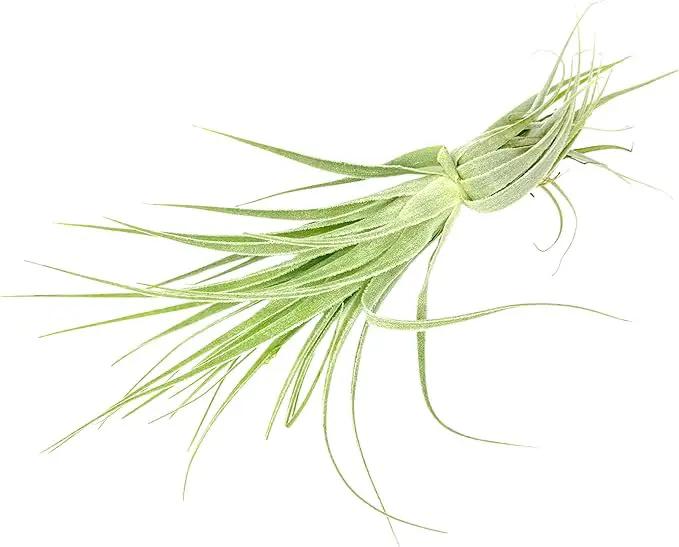 Live Air Plant - Tillandsia Gardneri 5-7” - 2ct - ragnaroc Rare Collectors Indoor Tropical Plant - Live Arrival Guaranteed - House Plants for Home Decor & Gift by GreenHaven Gardens