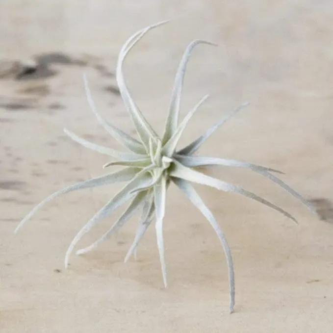 CHIVE Artificial Air Plants — Bulk Set of 5, Medium — Ultra Realistic Fake Tillandsia Bromeliad Plants — Decorative Faux Succulents for Home & Office Decor — No Care Needed! by GreenHaven Gardens