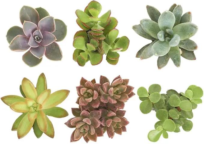 Shop Succulents Unique Succulent Plant Pack Collection - Live Mini Succulent Plants, Low Maintenance, Exceptional Colors & Textures - Wedding and Party Favors, Gift & Garden, Pack of 6 by GreenHaven Gardens