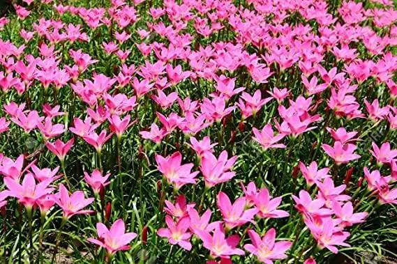 (12) Pink Rain Lily Flower Plants - Zephyranthes Grandiflora Outdoor Flower Bulbs | Beautiful Rain Lily by GreenHaven Gardens