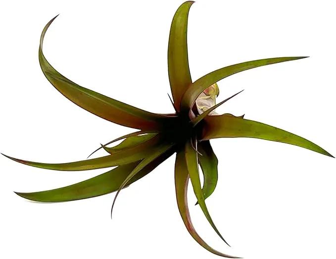 Air Plants - Tillandsia Red Capitata, Large 5-7” - 5 ct - Live Arrival Guaranteed - House Plants for Home Decor & Gift by GreenHaven Gardens