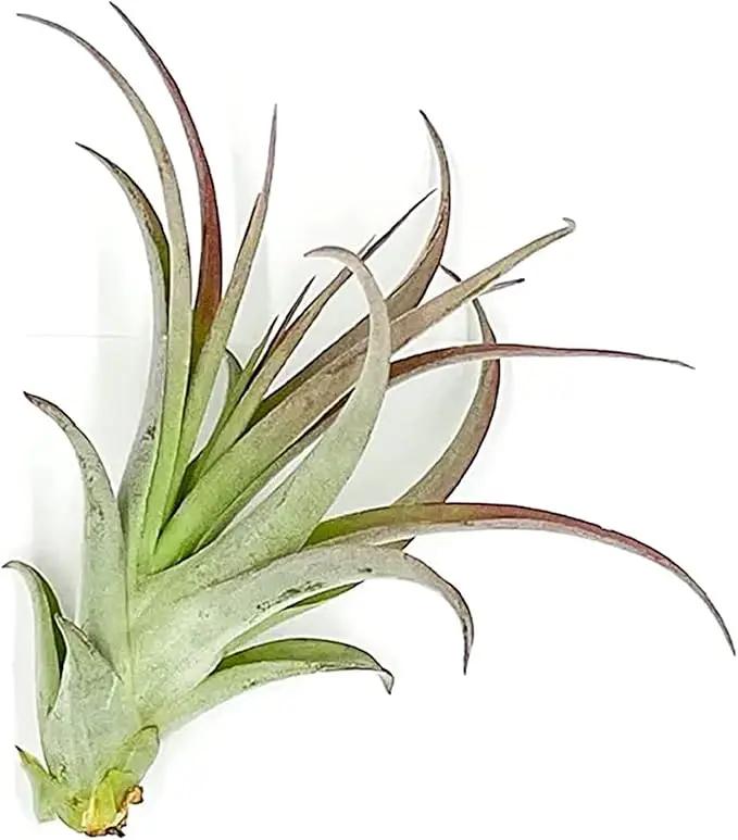Air Plants - Tillandsia Brachycaulos Multiflora, Jumbo 5-7" - 1 ct - Live Arrival Guaranteed - House Plants for Home Decor & Gift by GreenHaven Gardens
