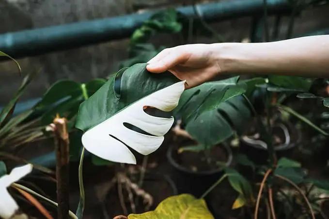 Premium Monstera Borsigiana Potting Mix - Retains Moisture and Promotes Root Growth by Gardenera - 5 Quart by GreenHaven Gardens