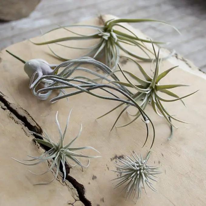 CHIVE Artificial Air Plants — Bulk Set of 5, Large — Ultra Realistic Fake Tillandsia Bromeliad Plants — Decorative Faux Succulents for Home & Office Decor — No Care Needed! by GreenHaven Gardens