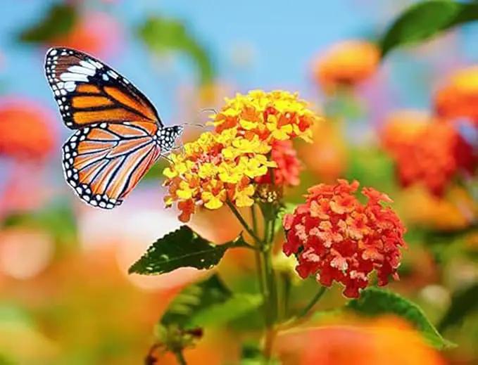 Blood Flower Milkweed Seeds - Food and Host Plant for Monarch Butterflies… by GreenHaven Gardens