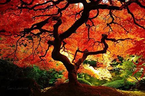 Red Dragon Weeping Lace Leaf Japanese Maple 2 - Year Live Plant by GreenHaven Gardens