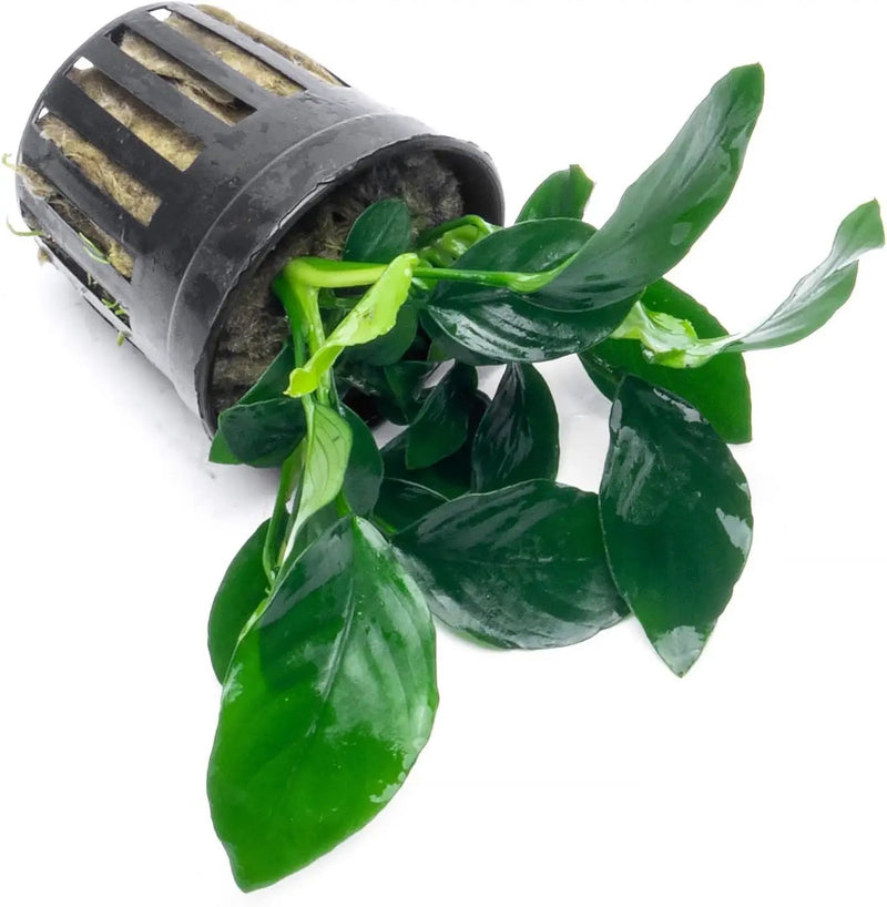 Anubias Live Aquarium Plants - Potted Freshwater Plant for Fish Tanks, Terrariums - Beginner Friendly Low Light (Barteri, 1 Pot) by GreenHaven Gardens