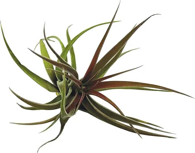 Air Plants - Tillandsia Brachycaulos Abdita, Large 4-6" - 2 ct - Live Arrival Guaranteed - House Plants for Home Decor & Gift by GreenHaven Gardens