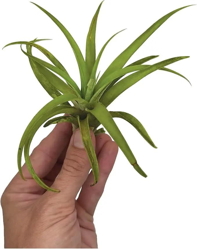 Air Plants - Tillandsia Capitata (Peach), Large 5-7” - 1 ct - Live Arrival Guaranteed - House Plants for Home Decor & Gift by GreenHaven Gardens