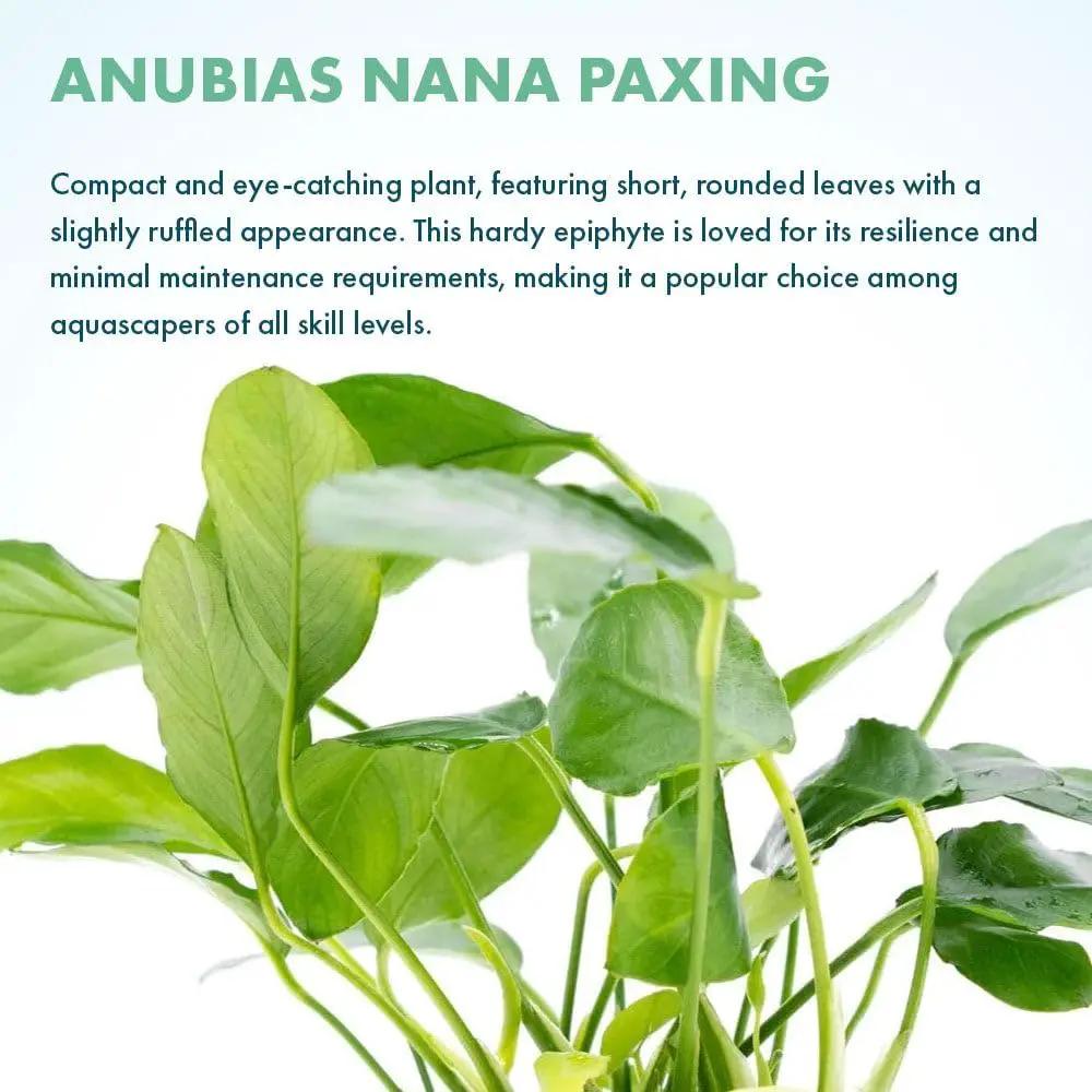 Live Plants – Anubias Nana Paxing (Anubias barteri VAR. Nana 'Paxing') – Low to Moderate Light, Deep Green Color Small Rounded Leaves, Foreground to Midground - Pot - 3 Pack by GreenHaven Gardens