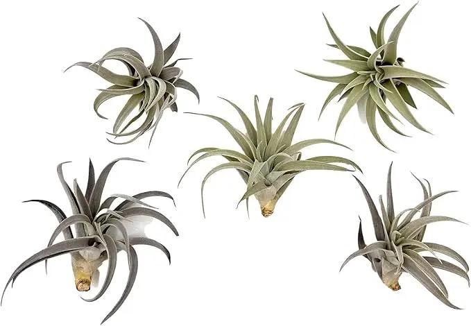 Air Plants - Flowering Tillandsia Harrisii, Large 3-5" - 5ct - Live Arrival Guaranteed - House Plants for Home Decor & Gift by GreenHaven Gardens