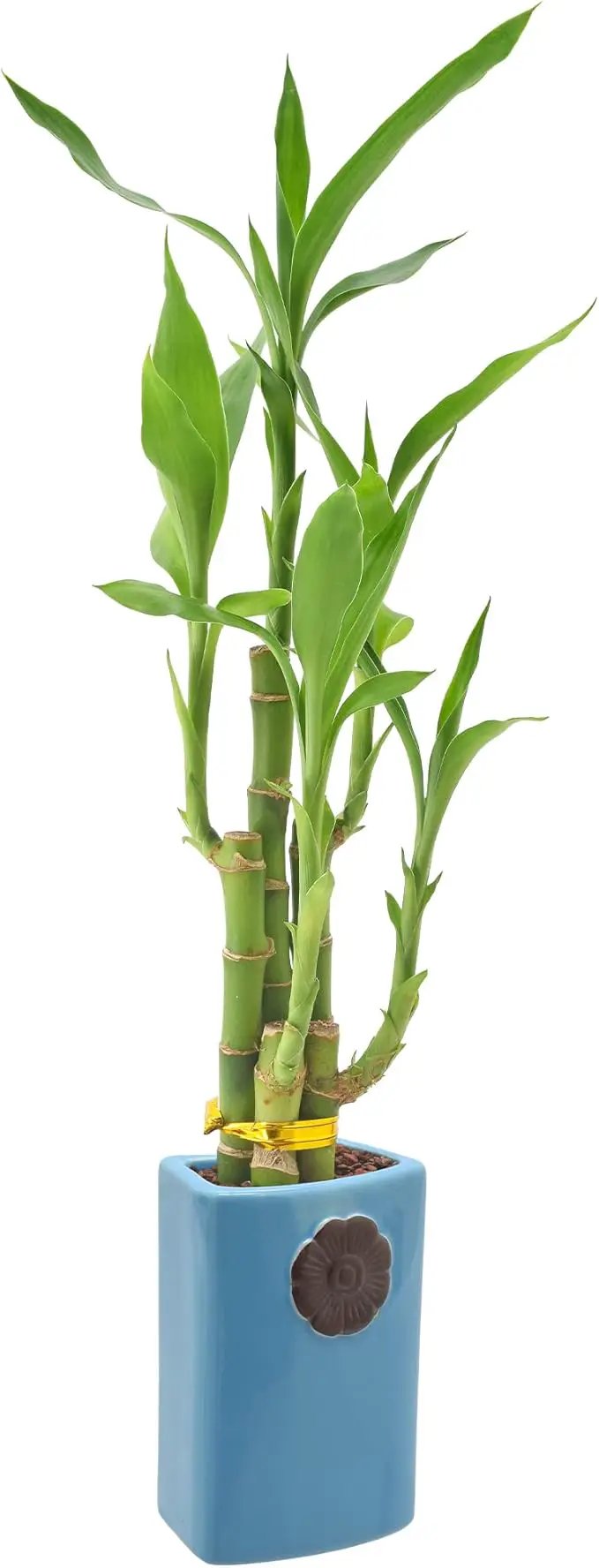 Arcadia Garden Products 5-Stem Lucky Bamboo, Live Indoor Plant in Contour II Ceramic Planter for Home, Work, or Gift, Blue ***Cannot Ship to Hawaii*** by GreenHaven Gardens