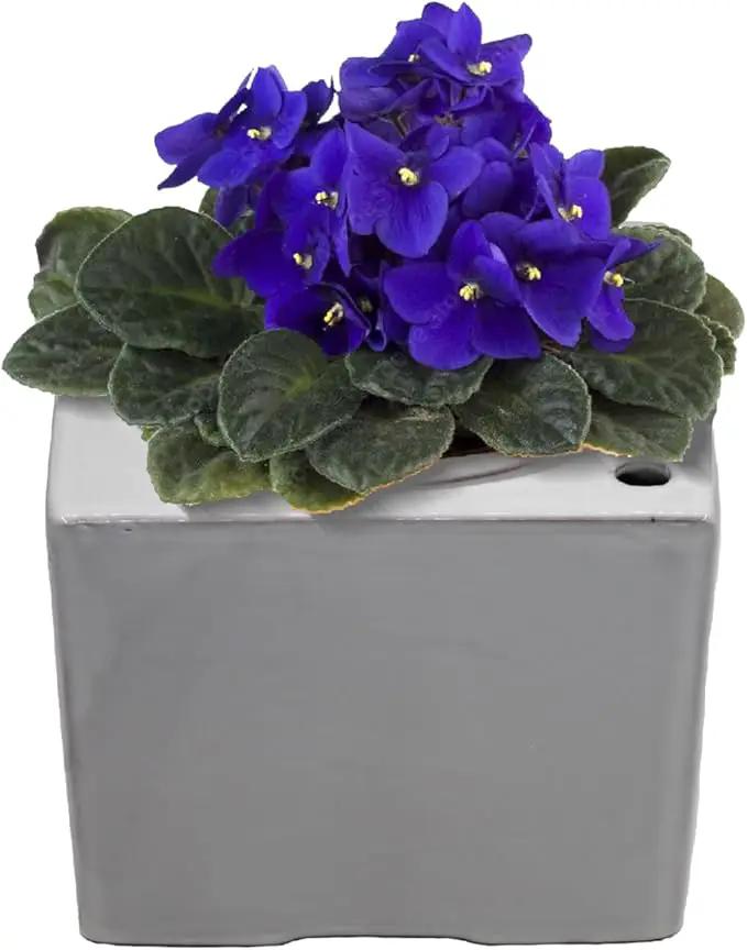 2-Pack Ceramic African Violet Self Watering Pot 6 Inch Square Pot 3.5 Inch Innter Pot Easy Fill Water Reservoir White Blue by GreenHaven Gardens