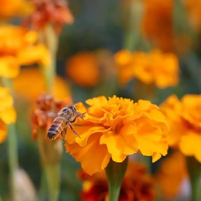 Save the Bees Wildflower Seed Shaker - ~100,000+ Wild Flower Seeds for Planting - Beautiful Easy to Sow Seed Shaker - 19 Varieties to Attract Bees & Other Pollinators - 3 oz. of Seed Covers ~370 sq ft by GreenHaven Gardens