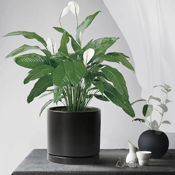2 Pack Ceramic Plant Saucer Pot Tray 6 Inch, Planter Saucers 4 5 6 7 8 9 10 11 12 13 Inch for Indoors Outdoor, Durable Sturdy Flower Drainage drip Water Tray for Glazed Pots Base (6.4 Inch-Black) by GreenHaven Gardens