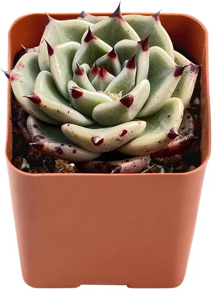 Live Succulent Echeveria Agavoides 'Halloweens', Approx 2-inch Large, Potted Succulents, Fully Rooted, Easy Care House Plants by GreenHaven Gardens