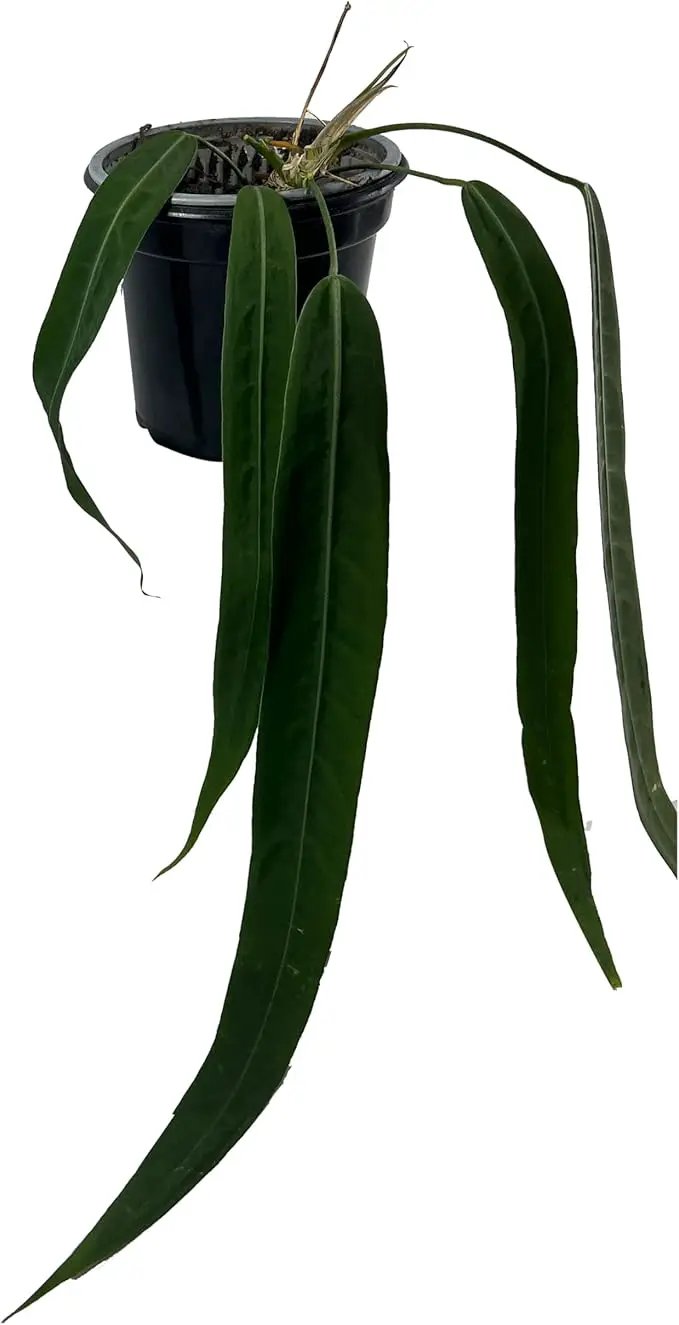 LEAL PLANTS ECUADOR Anthurium Pallidiflorum Live Plants| Green Live House Plant for Indoors|Rare and Exotic Indoor Plants for Living Room|Anthuriums Live Plants |Pallidiflorum Live Heart Plant by GreenHaven Gardens