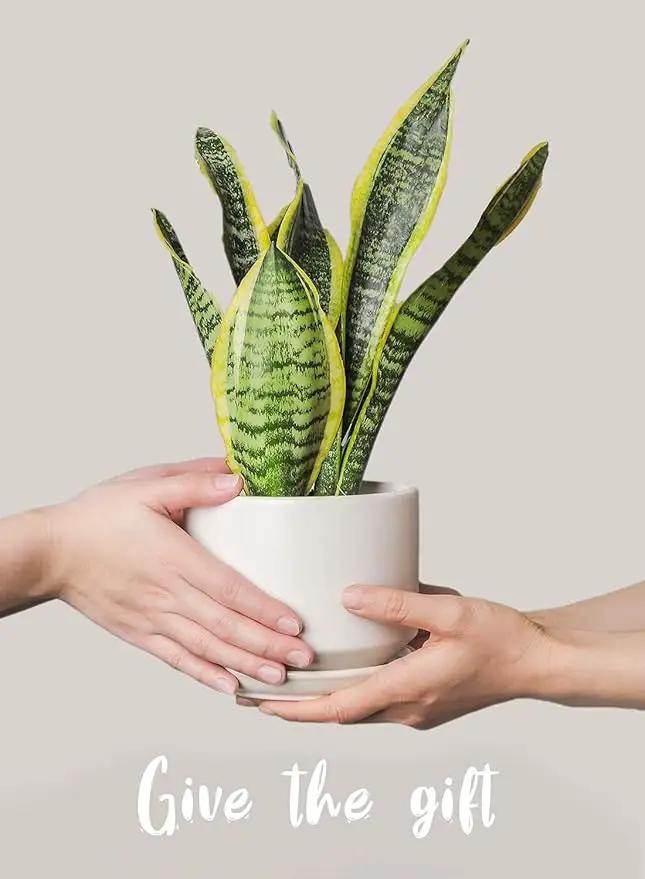 LE TAUCI Plant Pots Indoor, 4.3+5.3+6.8 Inch, Set of 3, Ceramic Planters with Drainage Hole and Saucer, Modern Indoor Flower Pot with Hole Mesh Pad, Gifts for Mom, Classic White by GreenHaven Gardens