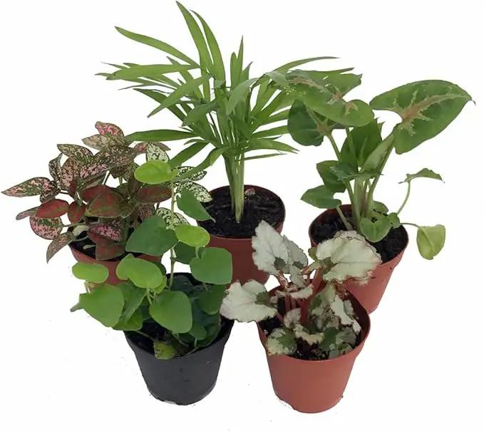Hirt's Terrarium Kit with 5 Terrarium Plants and 5 Ferns by GreenHaven Gardens