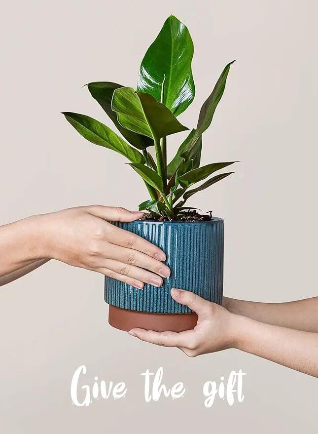LE TAUCI Ceramic Pots for Plants, 8+6.7+5.5 Inch Plant Pots Indoor, Flower Pot with Drainage Holes, Medium Cylinder Planters for Indoor House Plants, Set of 3, Blue by GreenHaven Gardens
