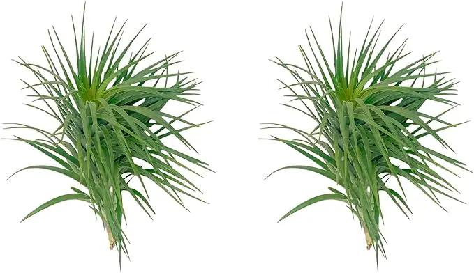 Air Plants - Flowering Tillandsia Pink Paske Large 5" - 2ct - Live Arrival Guaranteed - House Plants for Home Decor & Gift by GreenHaven Gardens