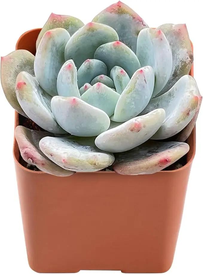Live Succulent Graptoveria 'Orange Sorbetess', Approx 2-inch Large, Potted Succulents, Fully Rooted, Easy Care House Plants by GreenHaven Gardens