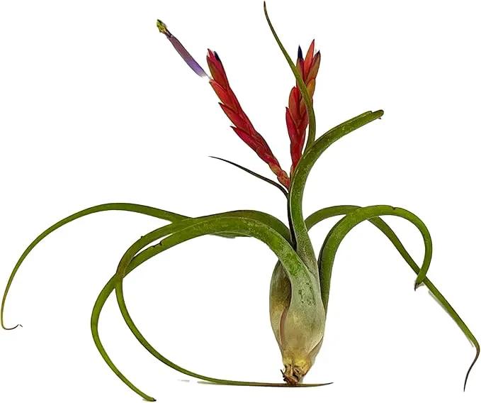 Air Plants - Flowering Tillandsia Caput Medusae, Large 5-7" - 5ct - Live Arrival Guaranteed - House Plants for Home Decor & Gift by GreenHaven Gardens