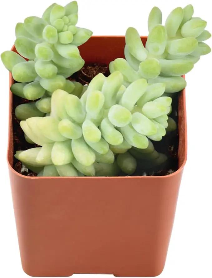 Live Succulent Donkey Tails, Approx 2-inch Large, Potted Succulents, Fully Rooted, Easy Care House Plants by GreenHaven Gardens
