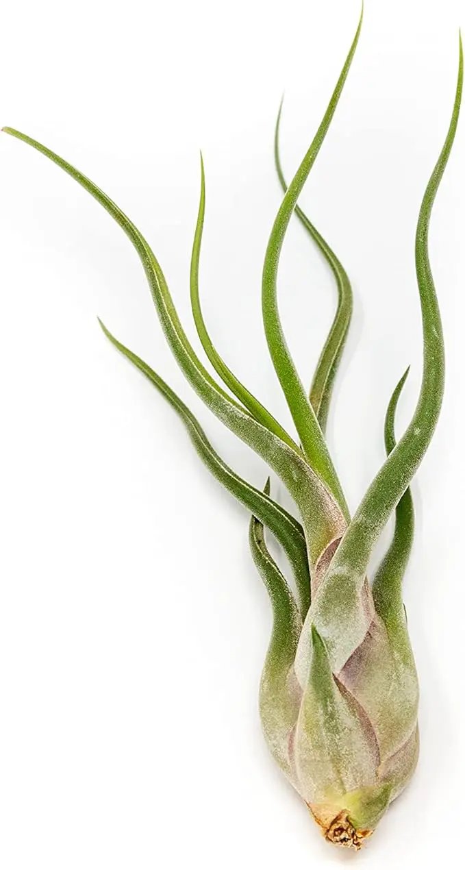 10 Pack of Large Tillandsia Air Plants - Xerographica, Juncea, Bulbosa, Caput Medusae & Harrisii- Live Succulent House Plants Availabe in Wholesale and Bulk - Easy Care Indoor and Outdoor Plant by GreenHaven Gardens