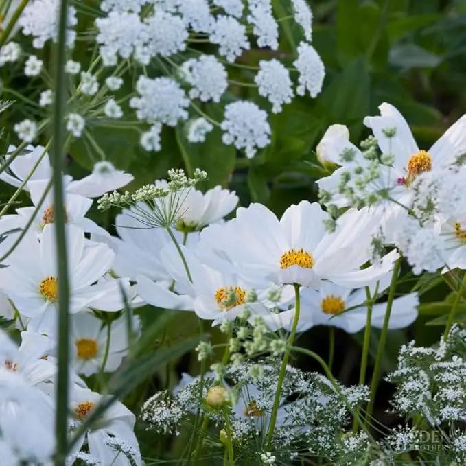 Eden Brothers Moon Garden Flower Mixed Seeds for Planting, 1 lb, 480,000+ Seeds with Cosmos Purity, Bishop's Flower | Attracts Pollinators, Plant in Spring or Fall, Zones 3, 4, 5, 6, 7, 8, 9, 10 by GreenHaven Gardens