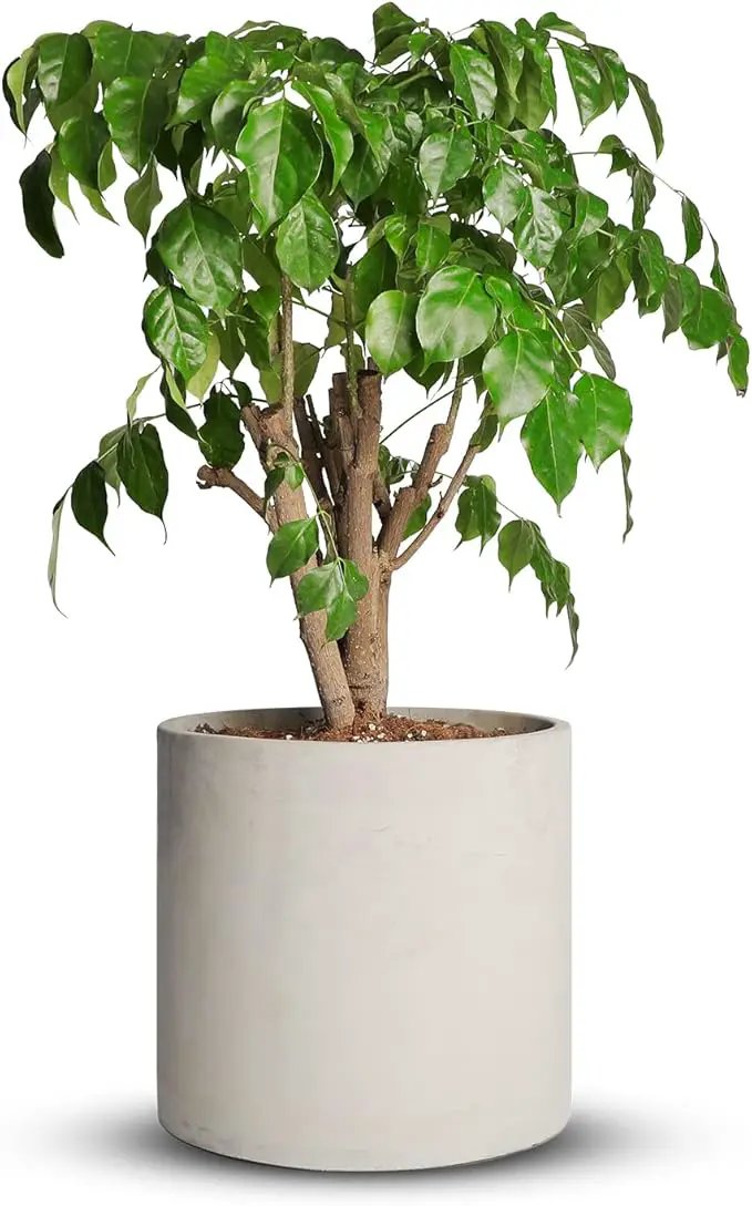Mozing Cement Plant Pots Indoor - 10 inch Concrete Planter Pot for Planting - Modern Stone Clay Flower Pot with Drainage Hole for Garden, Home, Office Decor, Grey by GreenHaven Gardens