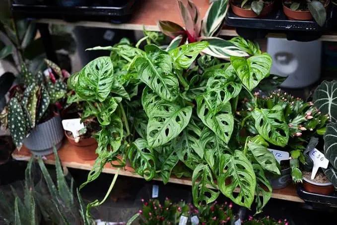 Premium Swiss Cheese Plant Potting Mix - 20 QT - Monstera Deliciosa Blend for Optimal Nutrients and Drainage for Healthy Growth - (4 Bags of 5 Quart) by GreenHaven Gardens