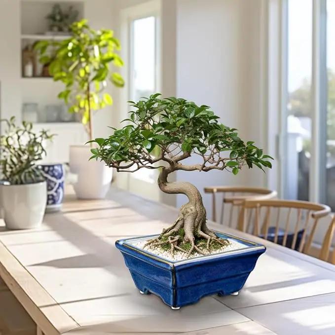 Bonsai Pots Shallow Succulent Planters for Live Bonsai Trees Set of 2, 6.3" Ceramic Pot for Succulents Indoor with Drainage Hole, Outdoor Cactus Plant Bonsai Pot，Ceramic Flower Pot by GreenHaven Gardens