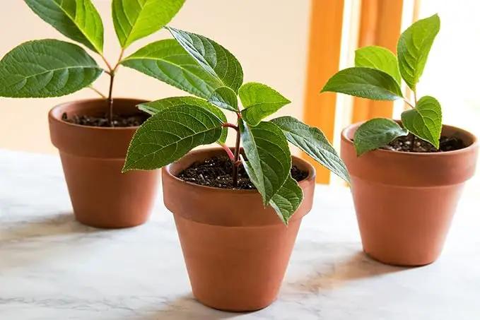 Organic Plant Propagation Premium Potting Mix - Achieve Ideal Air and Moisture Balance - 20 Quart by GreenHaven Gardens