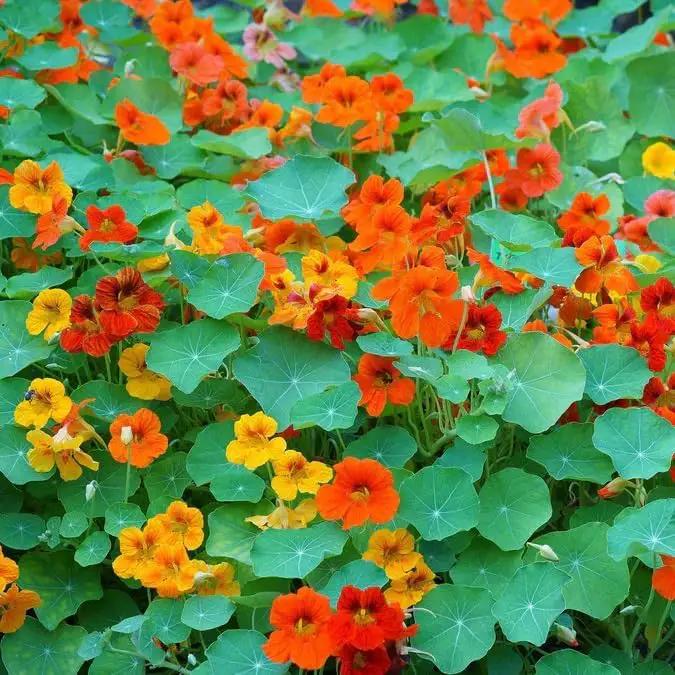 Dirt Goddess Super Seed~ Nasturtium, Tall Trailing Mix Seed~ Tropaeolum majus (1 Lb) by GreenHaven Gardens