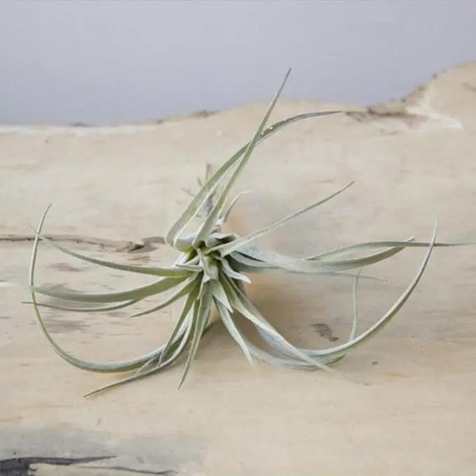 CHIVE Artificial Air Plants — Bulk Set of 5, Large — Ultra Realistic Fake Tillandsia Bromeliad Plants — Decorative Faux Succulents for Home & Office Decor — No Care Needed! by GreenHaven Gardens