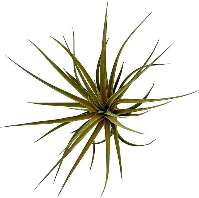 Air Plants - Flowering Tillandsia Stricta Large 5" - 1ct - Live Arrival Guaranteed - House Plants for Home Decor & Gift by GreenHaven Gardens
