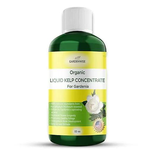 Organic Premium Kelp Seaweed Fertilizer for Gardenia - Liquid Fertilizer - Liquid Plant Food - Nutrient-Rich Soil Enhancer - Natural Plant Food for Gardenia Plant (32 OZ) by GreenHaven Gardens