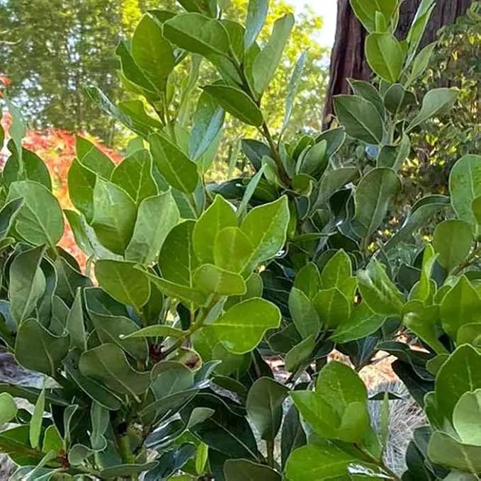 Mediterranean Bay Leaf, Bay Laurel Live Plant. Saratoga/Standard Varieties - Laurus Nobilis. Fragrant, Fresh, Edible. Pots/Ground Planting. Mild/Strong Flavor (2 Srtg + 2 Std Bay Plants in Cup) by GreenHaven Gardens