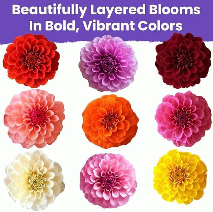 NatureZ Edge Zinnia Seeds for 2025 Planting Outdoors, Over 550 Flower Seeds, 4g, Non GMO Made in USA, Bulk Semillas De Flores para Sembrar, Dahlia Mix, Easy to Grow Zinnia Seed Mix by GreenHaven Gardens
